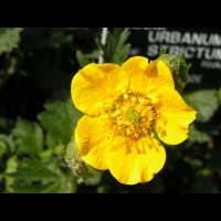 Geum urbanum var. Strictum (fam Rosacees) (Nouvelle-Zelande) (4)